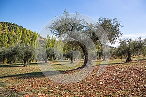 Oliven trees photo
