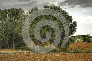 Olivetree at farmland in Mallorca