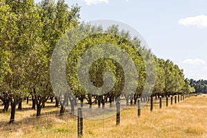 Oliveplantation at Waipara, Amberley, New Zealand