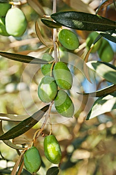 Olives