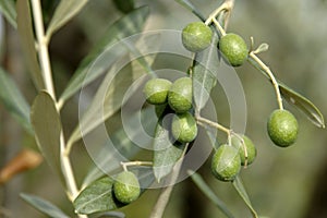 Olives photo