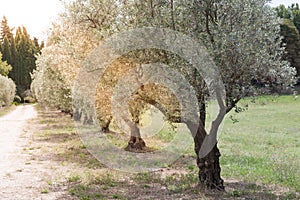 Olivos callejón en Francia 