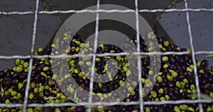 Olives in the big steel container during the crushing process in the olive oil mill