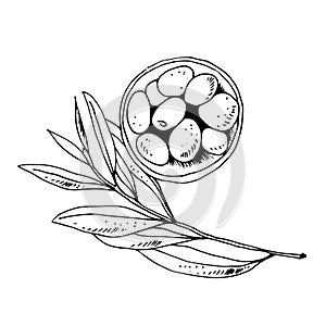 Olives in a bowl and olive branch isolated on a white background