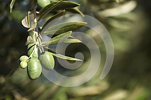 Olives on a branch