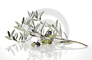 Olives on the branch