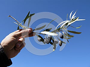 Olives on a branch