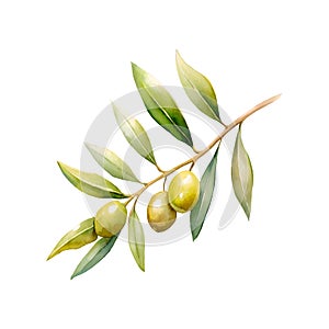 Olives branch watercolor, isolated on white background.