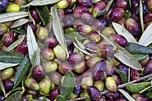Olives collected in sacks in Messinia, Peloponnese, Greece