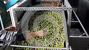 Olives on conveyor belt at olive oil mill in Attica, Greece