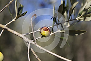 Olives damaged by Olive Fruit Fly and Medfly disease