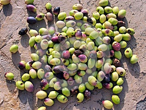 Olives Discarded After Infection by Olive Fruit Fly