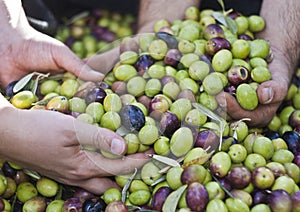 Olives in four hands