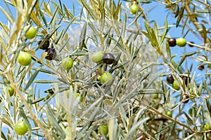 Olives green and black on branches among leaves, close-up, selective focus