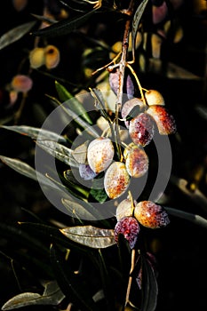 Olives growing on olive tree in Messinia, Greece