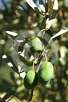 Olives growing on tree