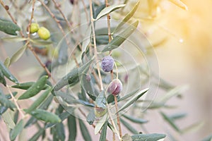 Olives growing on the tree