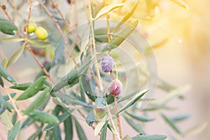 Olives growing on the tree