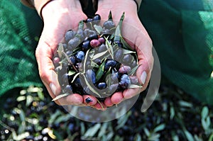 Olives in hand