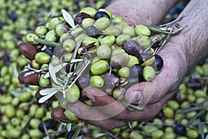 Olives in hands