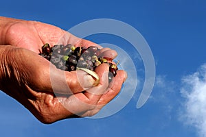 Olives in hands