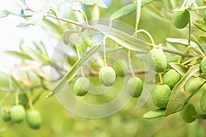 Olives hanging on olive tree branch, selective focus