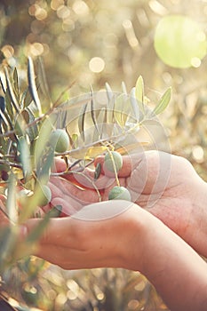 Olives harvest