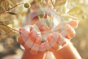 Olives harvest photo