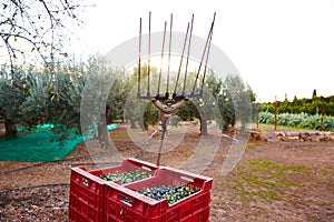 Olives harvest and picking vibration fork tool