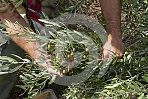 Olives harvested directly from tree