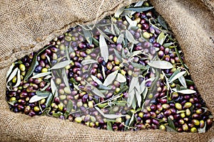 Olives harvested in Messinia, Greece