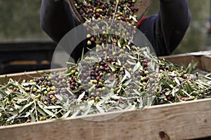 Olives harvested over a net during harvesting season to make olive oil, Priorat, Tarragona, Catalonia, Spain-7.CR2