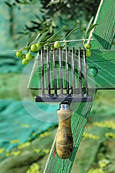 Olives harvesting