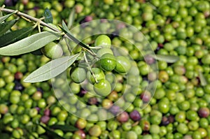 Olives harvesting