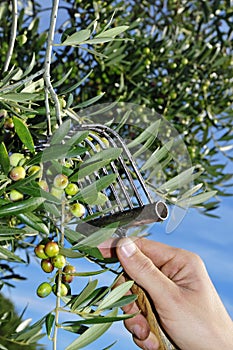 Olives harvesting