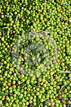 Olives harvesting