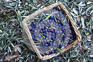Olives in  during harvesting