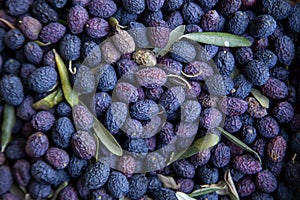 Olives in  during harvesting