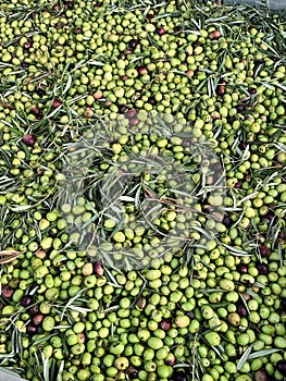 Olives. photo