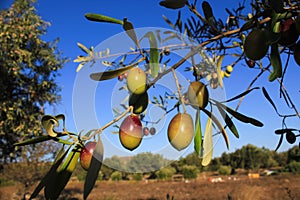 Olives of Manaki variety on olive tree branch