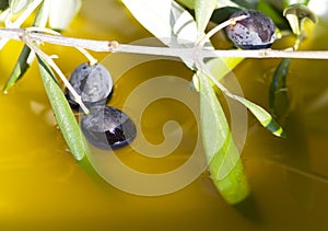 Olives in oil photo