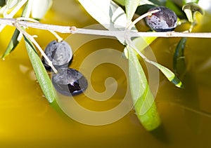 Olives in oil