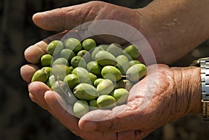 Olives in old man's hand