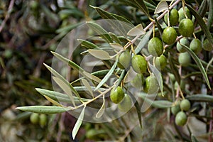 Olives on an olive branch photo