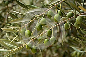 Olives on an olive branch photo