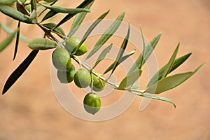 Olives on an olive branch photo