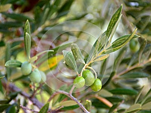 Olives on an olive branch photo