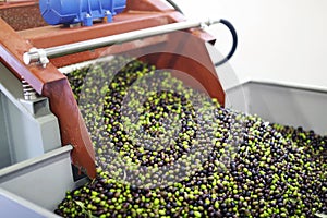 Olives for olive oil production photo