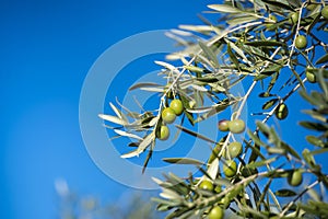 Olives on olive tree in autumn. Season nature image