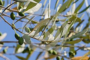 Olives in an olive tree